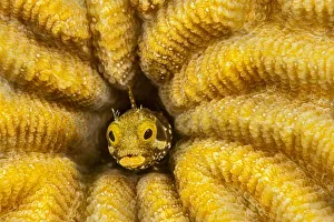 Spinyhead blenny (Acanthemblemaria spinosa) in hard coral; Netherlands Antilles, Bonaire, Caribbean Spinyhead blenny (Acanthemblemaria spinosa) in hard coral; Netherlands Antilles, Bonaire, Caribbean