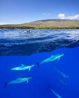 A Split View Of Spinner Dolphin (Stenella Longirostris) Below Water And The Island Of Lanai Above; Hawaii A Split View Of Spinner Dolphin (Stenella Longirostris) Below Water And The Island Of Lanai Above; Hawaii