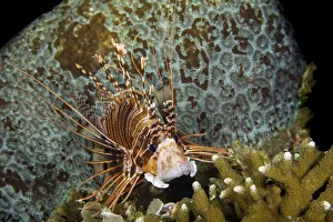 Spotfin Lionfish, Philippines Spotfin Lionfish, Philippines