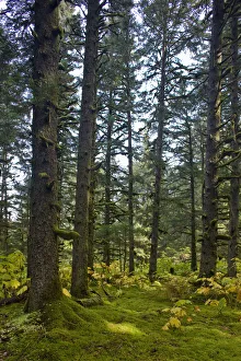 Spruce Tree Forest In Autumn, Kodiak Island, Southwest Alaska Spruce Tree Forest In Autumn, Kodiak Island, Southwest Alaska