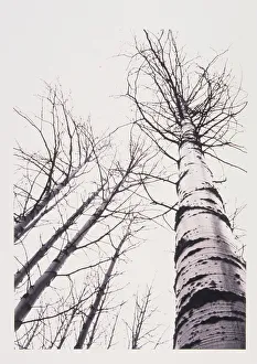 Stand Of Poplar Trees Next To The Highway 1, Banff National Park, Alberta, B.C Stand Of Poplar Trees Next To The Highway 1, Banff National Park, Alberta, B.C