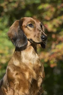 Standard Dachshund (Long-Haired Variety) In September Vegetation; Putnam, Connecticut, United States Of America Standard Dachshund (Long-Haired Variety) In September Vegetation; Putnam, Connecticut, United States Of America
