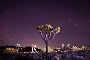 Star trails in a purple night sky over Joshua Trees, Joshua Tree National Park, California, USA Star trails in a purple night sky over Joshua Trees, Joshua Tree National Park, California, USA