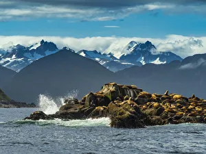 Stellers Sea Lions (Eumetopias jubatus) hauled out on rocky island; Katmai National Park, Alaska Stellers Sea Lions (Eumetopias jubatus) hauled out on rocky island; Katmai National Park, Alaska