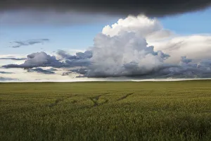 Storm Clouds Over A Grain Field During The Summer In Central Alberta Storm Clouds Over A Grain Field During The Summer In Central Alberta