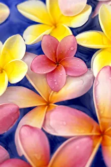 Studio Shot Of Colorful Plumeria Flowers On Blue Background Studio Shot Of Colorful Plumeria Flowers On Blue Background