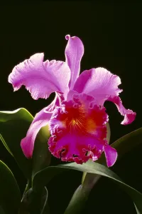 Studio Shot Of Single Purple Cattleya Orchid On Plant, Black Background Studio Shot Of Single Purple Cattleya Orchid On Plant, Black Background