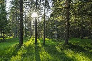 Sun through Trees in Forest, Auronzo, Province of Belluno, Veneto, Dolomites, Italy Sun through Trees in Forest, Auronzo, Province of Belluno, Veneto, Dolomites, Italy