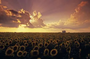 Sunflower Field With Grain Elevator And Dramatic Clouds, St. Agathe, Manitoba Sunflower Field With Grain Elevator And Dramatic Clouds, St. Agathe, Manitoba