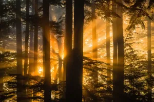Sunrays Peak Through Fog And The Trees Of The Tongass National Forest, Juneau, Southeast Alaska Sunrays Peak Through Fog And The Trees Of The Tongass National Forest, Juneau, Southeast Alaska