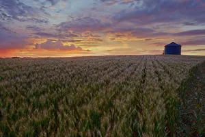 Sunrise Over A Barley Field With Grain Silo In Central Alberta Sunrise Over A Barley Field With Grain Silo In Central Alberta