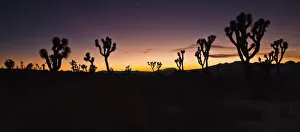 Sunrise in joshua tree national park in winter;California united states of america Sunrise in joshua tree national park in winter;California united states of america