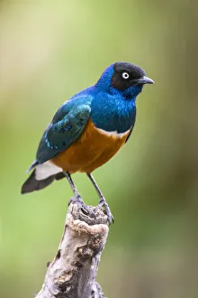 Superb Starling perched on dead snag in Ngorongoro Crater, Tanzania Superb Starling perched on dead snag in Ngorongoro Crater, Tanzania