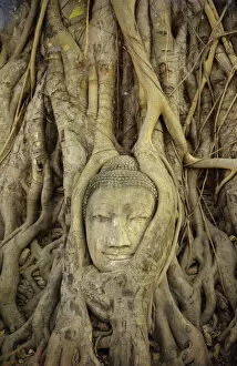 Images Dated 30th April 2000: Thailand, Ayuthaya, Close up Of Stone Buddha Head With Tree Roots Growing Over It; Wat Mahathat