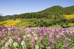 Thailand, Mae Hong Son Province, Toong Bua Tong Forest Park, Meadow Of Colorful Flowers Thailand, Mae Hong Son Province, Toong Bua Tong Forest Park, Meadow Of Colorful Flowers