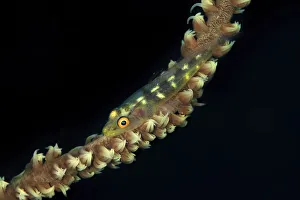 A tiny 1 inch Goby fish sits on wire coral with black background, Maui, Hawaii, USA A tiny 1 inch Goby fish sits on wire coral with black background, Maui, Hawaii, USA