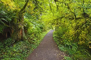A Trail In Silver Falls State Park; Oregon, United States Of America A Trail In Silver Falls State Park; Oregon, United States Of America