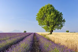 Tree in Lavender and Wheat Field, Valensole Plateau, Alpes-de-Haute-Provence, Provence-Alpes-Cote dŽAzur, Provence Tree in Lavender and Wheat Field, Valensole Plateau, Alpes-de-Haute-Provence, Provence-Alpes-Cote dŽAzur, Provence