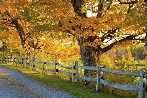 Trees In Autumn Colours And A Fence Line A Road; Lawrenceville, Quebec, Canada Trees In Autumn Colours And A Fence Line A Road; Lawrenceville, Quebec, Canada
