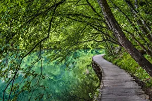 Trees hanging over a footbridge at Plitvice Lakes National Park in Lika-Senj county in Croatia Trees hanging over a footbridge at Plitvice Lakes National Park in Lika-Senj county in Croatia