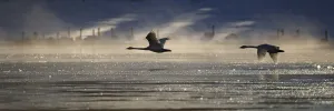 Trumpeter Swan Silhouetted In Flight Near Swan Haven, Yukon Territory Trumpeter Swan Silhouetted In Flight Near Swan Haven, Yukon Territory