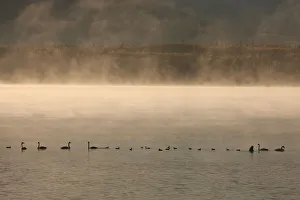 Trumpeter Swans Feed On A Misty Morning At Dezadesh Lake Near The Alaska Highway, Yukon Territory, Canada, Autumn Trumpeter Swans Feed On A Misty Morning At Dezadesh Lake Near The Alaska Highway, Yukon Territory, Canada, Autumn