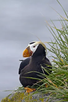 Tufted Puffin (Fratercula Cirrhata) Sitting On Boulder, Walrus Islands State Game Tufted Puffin (Fratercula Cirrhata) Sitting On Boulder, Walrus Islands State Game