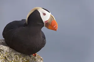 Tufted Puffin Perched On Rock Ledge, Saint Paul Island, Pribilof Islands, Bering Sea Tufted Puffin Perched On Rock Ledge, Saint Paul Island, Pribilof Islands, Bering Sea