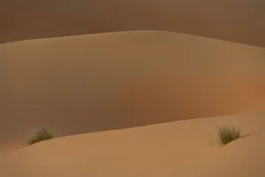 Detail Of Tufts Of Grass In Sand Dunes At Dusk, Liwa, Abu Dhabi, Uae Detail Of Tufts Of Grass In Sand Dunes At Dusk, Liwa, Abu Dhabi, Uae