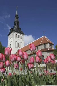 Tulips Outside Niguliste Church, Tallinn, Estonia Tulips Outside Niguliste Church, Tallinn, Estonia