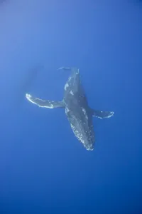 Underwater View Of A Humpback Whale (Megaptera Novaeangliae); Maui, Hawaii, United Underwater View Of A Humpback Whale (Megaptera Novaeangliae); Maui, Hawaii, United