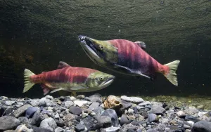 Underwater View Of Sockeye Salmon On Spawning Grounds In Power Creek, Near Cordova, Southcentral Alaska Underwater View Of Sockeye Salmon On Spawning Grounds In Power Creek, Near Cordova, Southcentral Alaska