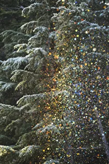 A Very Unusual Situation Of Ice Crystals Falling From Frosted Trees And Sparkling In The Low Afternoon Sunlight Which A Very Unusual Situation Of Ice Crystals Falling From Frosted Trees And Sparkling In The Low Afternoon Sunlight Which
