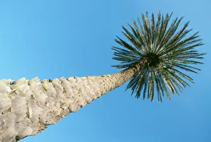 Upward View Of Tall Palm Tree, Thick Bark, Blue Sky In Background Upward View Of Tall Palm Tree, Thick Bark, Blue Sky In Background