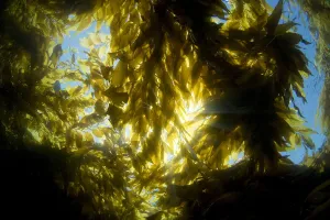 USA, California, Sunlight streaming through forest of Giant Kelp (Macrocystis Pyrifera) USA, California, Sunlight streaming through forest of Giant Kelp (Macrocystis Pyrifera)