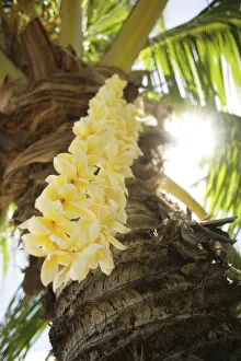 USA, Close-up of yellow Plumeria Lei hanging from palm tree; Hawaii Islands USA, Close-up of yellow Plumeria Lei hanging from palm tree; Hawaii Islands