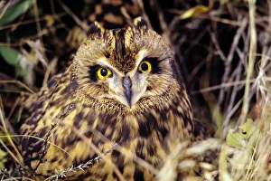 USA, Colorado, Short-Eared Owl (Asio Flammeus); Front Range USA, Colorado, Short-Eared Owl (Asio Flammeus); Front Range