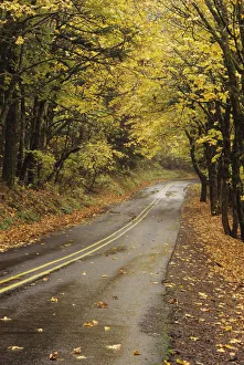 USA, Columbia River Gorge National Scenic Area; Oregon, Road Through Colorful Fall Trees USA, Columbia River Gorge National Scenic Area; Oregon, Road Through Colorful Fall Trees