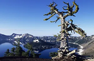 USA, Crater Lake National Park; Oregon, Gnarled Pine Tree Snag Above Crater Lake And Wizard Island USA, Crater Lake National Park; Oregon, Gnarled Pine Tree Snag Above Crater Lake And Wizard Island
