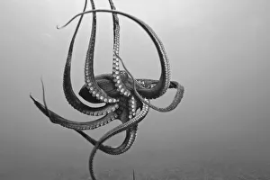 USA, Day Octopus (Octopus Cyanea) in Ocean; Hawaii USA, Day Octopus (Octopus Cyanea) in Ocean; Hawaii