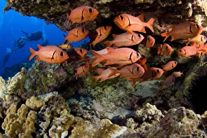 USA, Divers and school of Shoulderbar Soldierfish (Myripristis Kuntee); Hawaii USA, Divers and school of Shoulderbar Soldierfish (Myripristis Kuntee); Hawaii