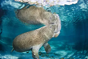 USA, Florida, Endangered Manatee (Trichechus Manatus Latirostris); Crystal River USA, Florida, Endangered Manatee (Trichechus Manatus Latirostris); Crystal River