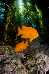 USA, Garibaldi Fish (Hypsypops Rubicundus) In Kelp Forest (Macrocystis Pyrifera) USA, Garibaldi Fish (Hypsypops Rubicundus) In Kelp Forest (Macrocystis Pyrifera)