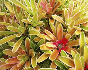USA, Hawaii, Cluster Of Colorful Bromeliad Plants ; Maui USA, Hawaii, Cluster Of Colorful Bromeliad Plants ; Maui