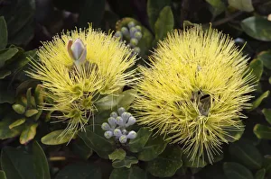 USA, Hawaii Islands, Big Island, Yellow Ohi'a or Lehua Mamo blossom; Waimea USA, Hawaii Islands, Big Island, Yellow Ohi'a or Lehua Mamo blossom; Waimea