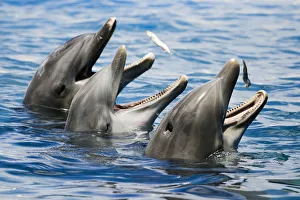 USA, Hawaii Islands, Sea Life Park; Oahu, Three Bottlenose Dolphins Catching Their Meal USA, Hawaii Islands, Sea Life Park; Oahu, Three Bottlenose Dolphins Catching Their Meal