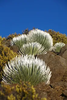 USA, Hawaii, Young Silversword Plants at Haleakala National Park; Maui USA, Hawaii, Young Silversword Plants at Haleakala National Park; Maui