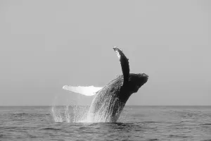 USA, Humpback Whale (Megaptera Novaeangliae) Breaching; Alaska USA, Humpback Whale (Megaptera Novaeangliae) Breaching; Alaska