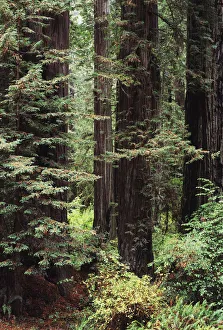 USA, Jedediah Smith Redwoods State Park; California, Old Growth Of Tall Redwood Trees USA, Jedediah Smith Redwoods State Park; California, Old Growth Of Tall Redwood Trees