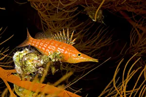 USA, Longnose Hawkfish (Oxycirrhites Typus) on Black Coral (Antipatharia Dichotoma); Hawaii USA, Longnose Hawkfish (Oxycirrhites Typus) on Black Coral (Antipatharia Dichotoma); Hawaii